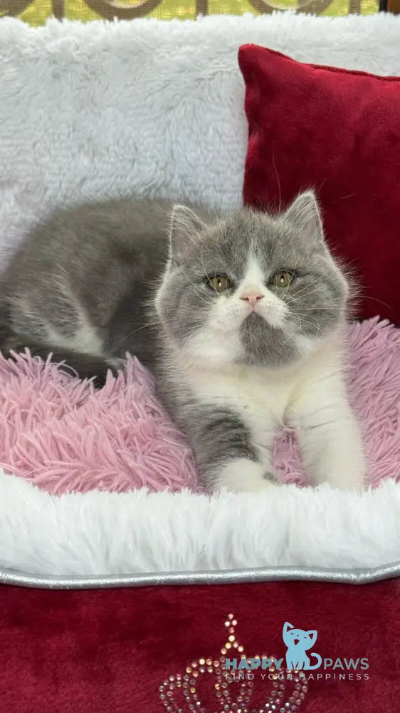 Bonnie Scottish Straight female blue bicolour live animals