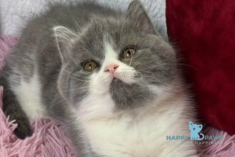 Bonnie Scottish Straight female blue bicolour live animals