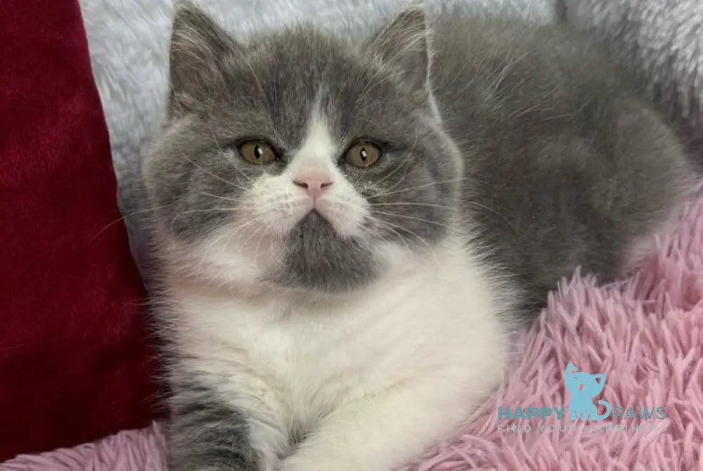 Bonnie Scottish Straight female blue bicolour live animals