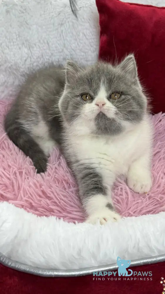 Bonnie Scottish Straight female blue bicolour live animals