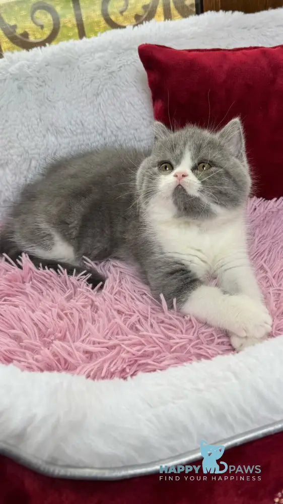 Bonnie Scottish Straight female blue bicolour live animals