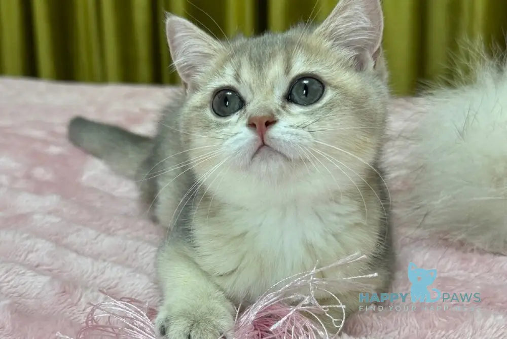 Bonnie Scottish Straight female blue golden shaded live animals