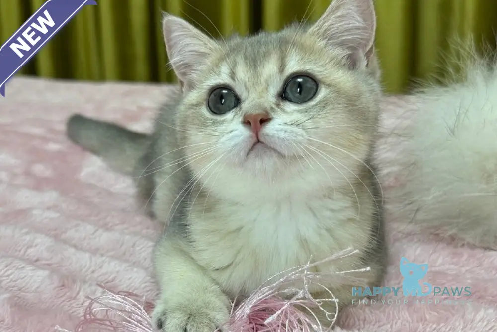 Bonnie Scottish Straight female blue golden shaded live animals