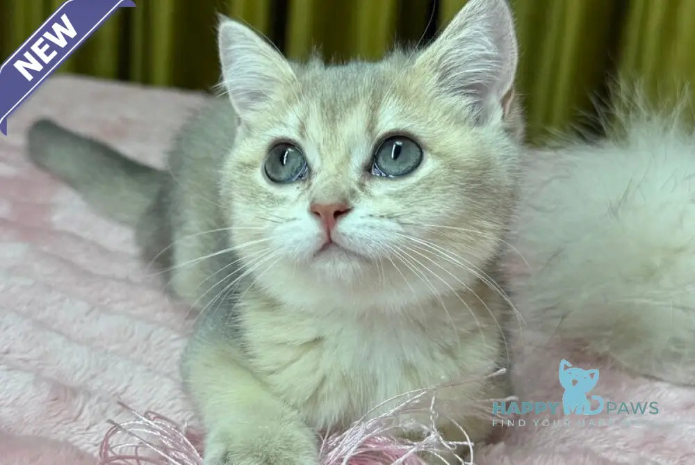 Bonnie Scottish Straight female blue golden shaded live animals