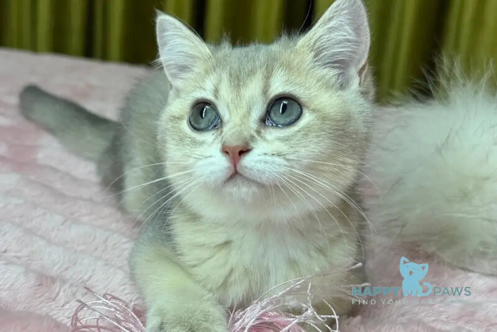 Bonnie Scottish Straight female blue golden shaded live animals