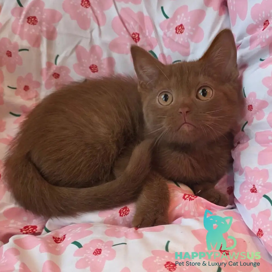 Bonny British Shorthair male cinnamon - live animals