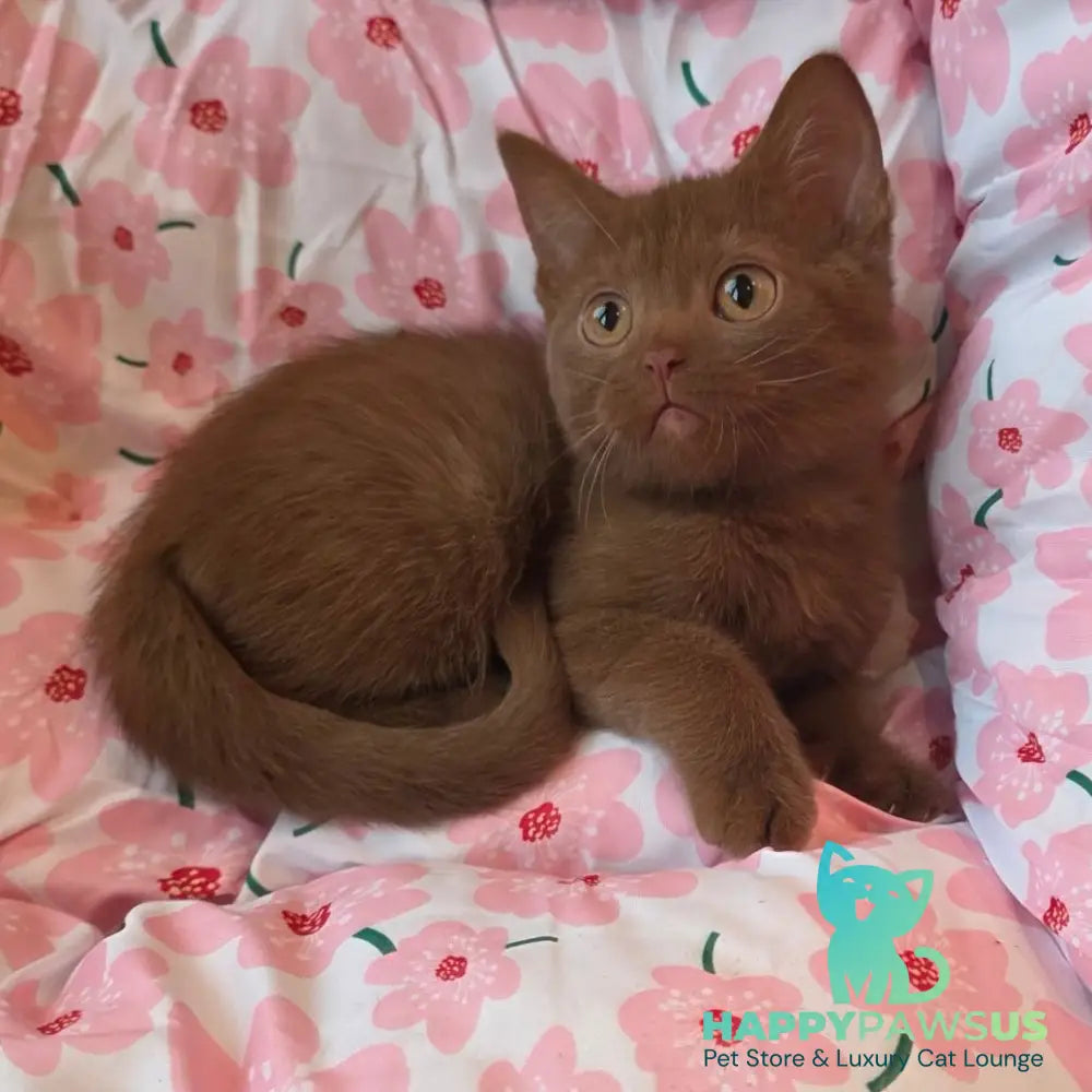 Bonny British Shorthair male cinnamon - live animals