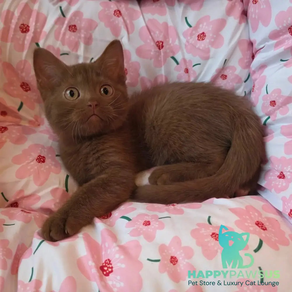 Bonny British Shorthair male cinnamon - live animals