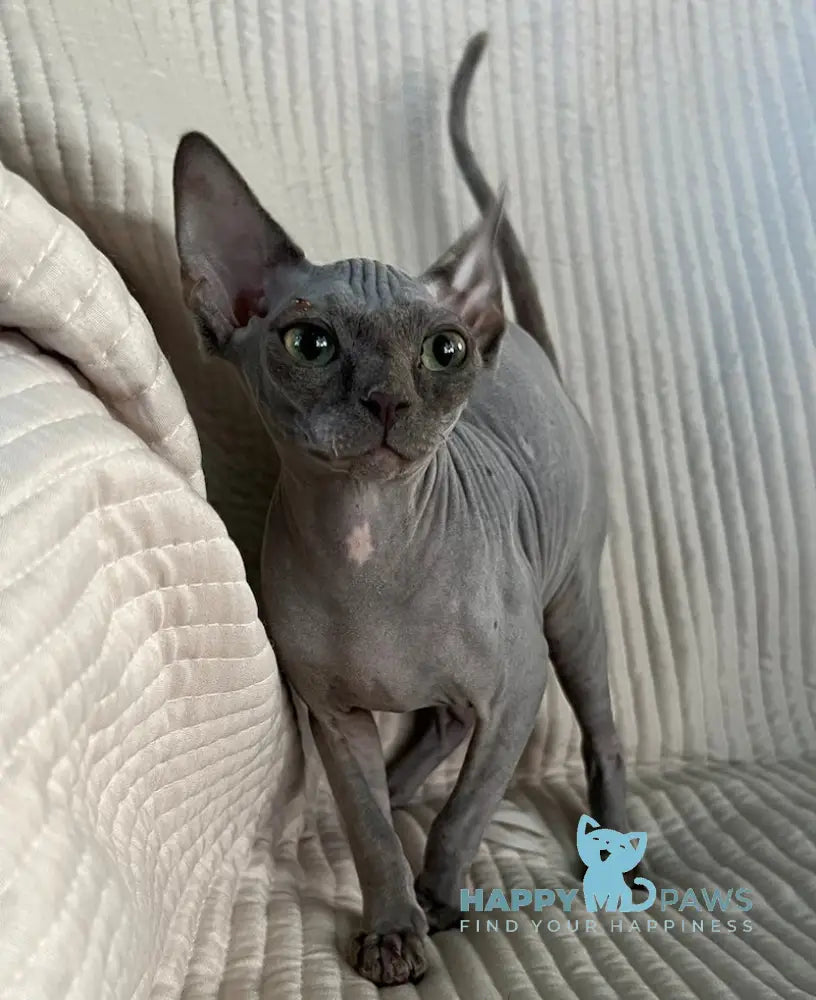 Bony Canadian Sphynx Female blue live animals
