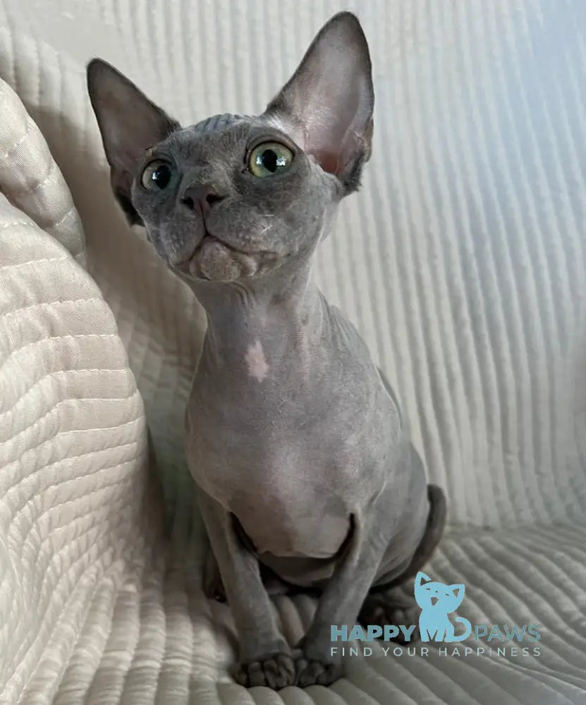 Bony Canadian Sphynx Female blue live animals