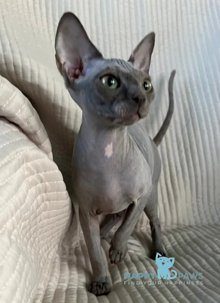 Bony Canadian Sphynx Female blue live animals