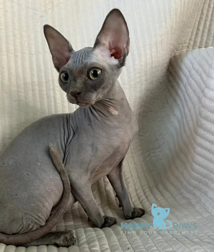 Bony Canadian Sphynx Female blue live animals