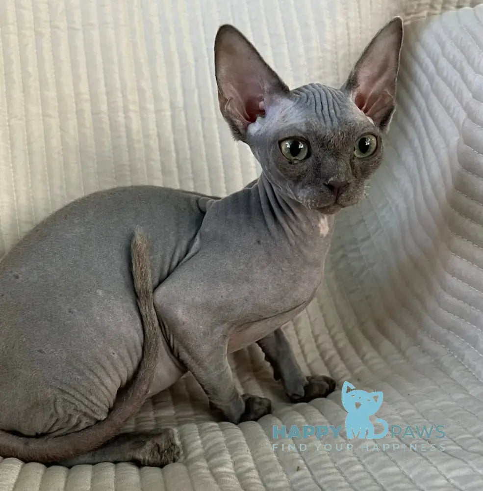 Bony Canadian Sphynx Female blue live animals