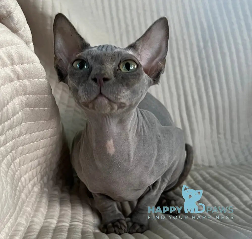 Bony Canadian Sphynx Female blue live animals