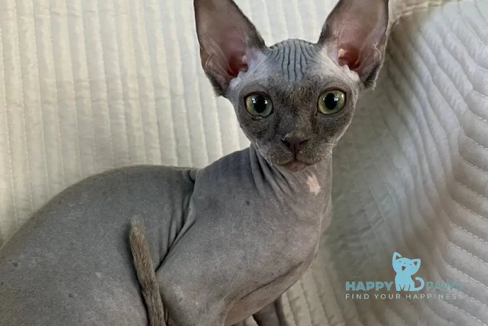 Bony Canadian Sphynx Female blue live animals