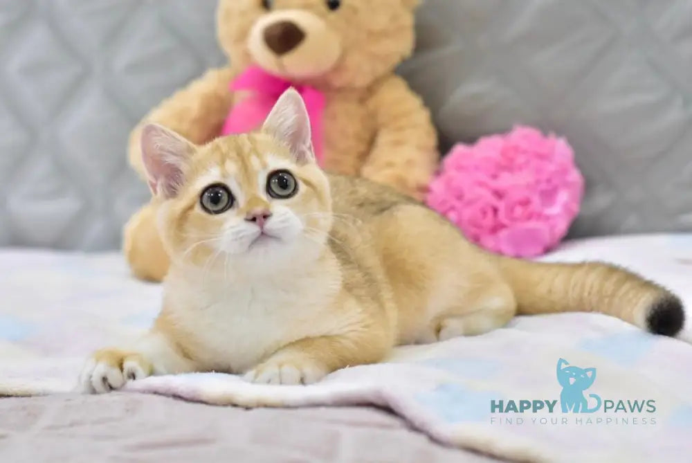 Bonya British Shorthair female black golden shaded live animals