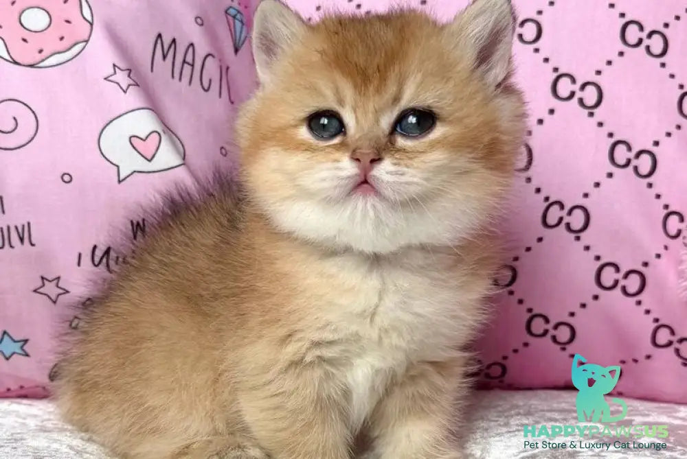 Bonya British Shorthair female black golden shaded - live animals