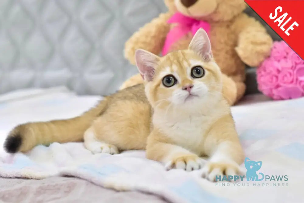 Bonya British Shorthair female black golden shaded live animals