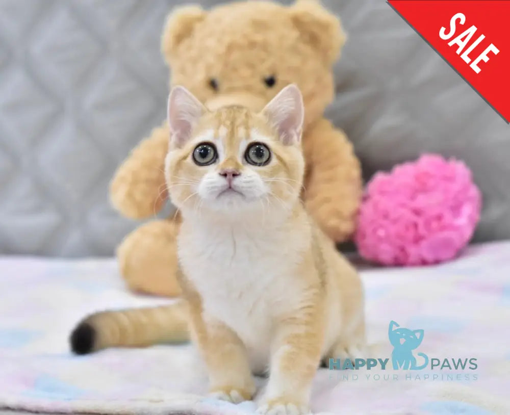 Bonya British Shorthair female black golden shaded live animals