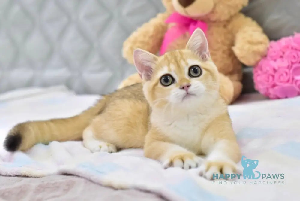 Bonya British Shorthair female black golden shaded live animals