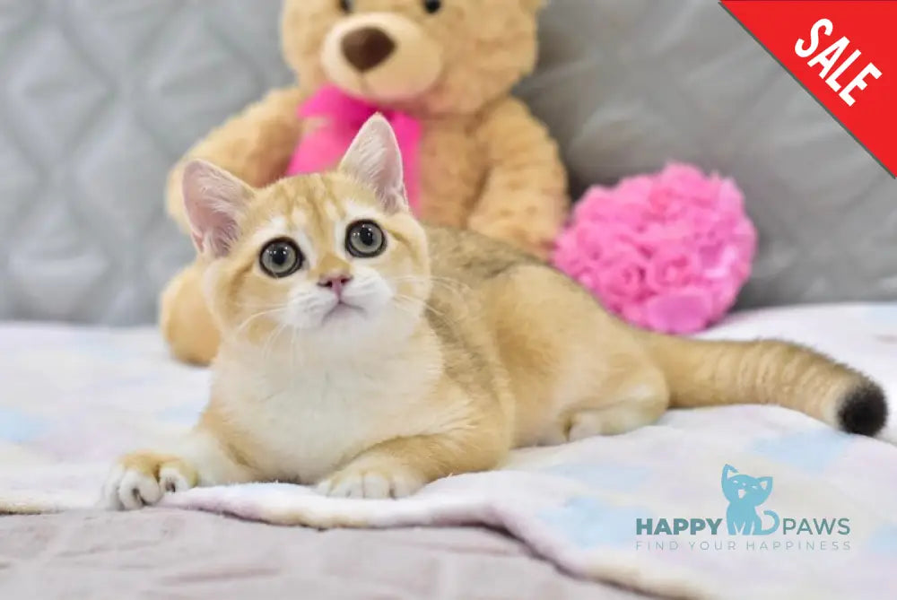Bonya British Shorthair female black golden shaded live animals