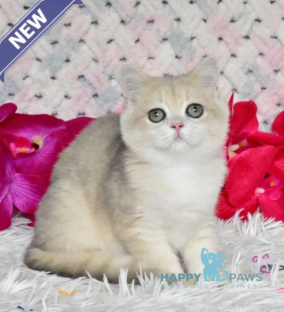 Bonya British Shorthair female blue golden chinchilla live animals
