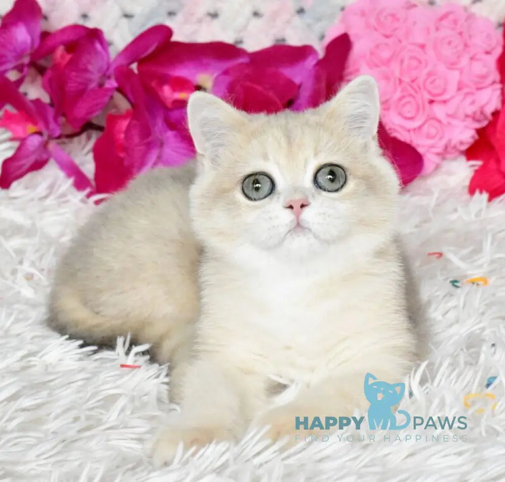 Bonya British Shorthair female blue golden chinchilla live animals