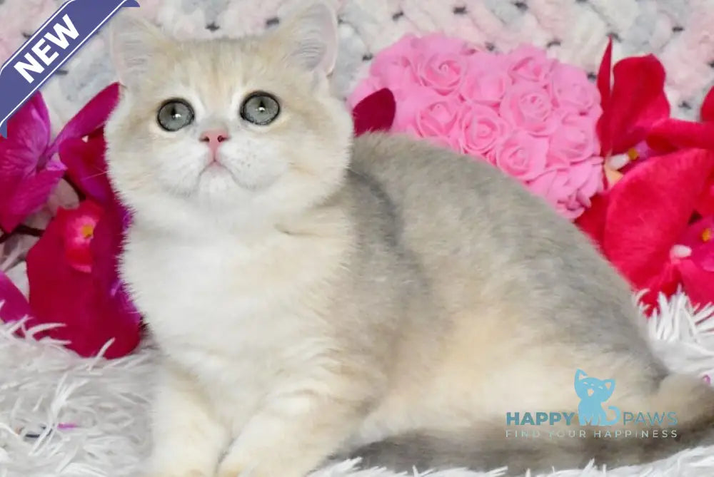 Bonya British Shorthair female blue golden chinchilla live animals