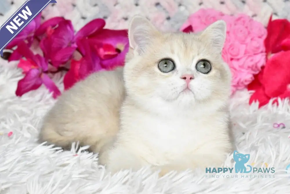 Bonya British Shorthair female blue golden chinchilla live animals