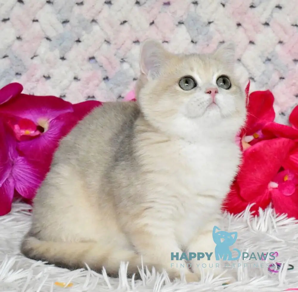 Bonya British Shorthair female blue golden chinchilla live animals