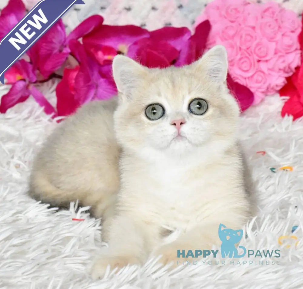 Bonya British Shorthair female blue golden chinchilla live animals