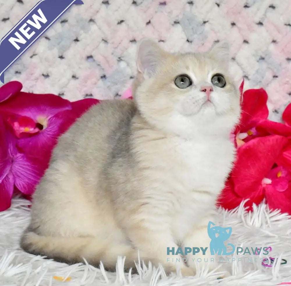 Bonya British Shorthair female blue golden chinchilla live animals