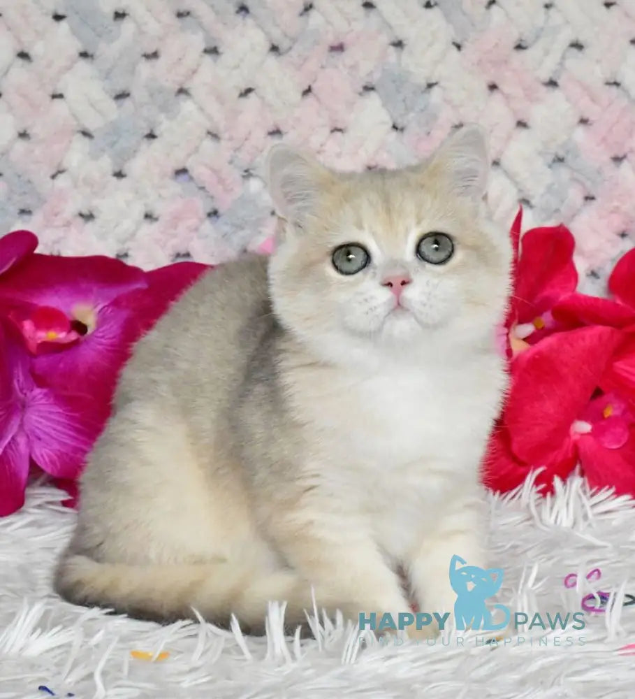 Bonya British Shorthair female blue golden chinchilla live animals