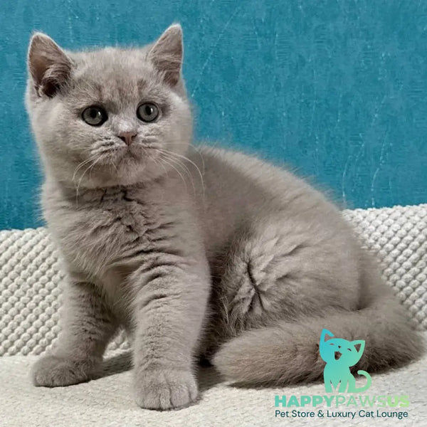 Bonya British Shorthair female fawn - live animals