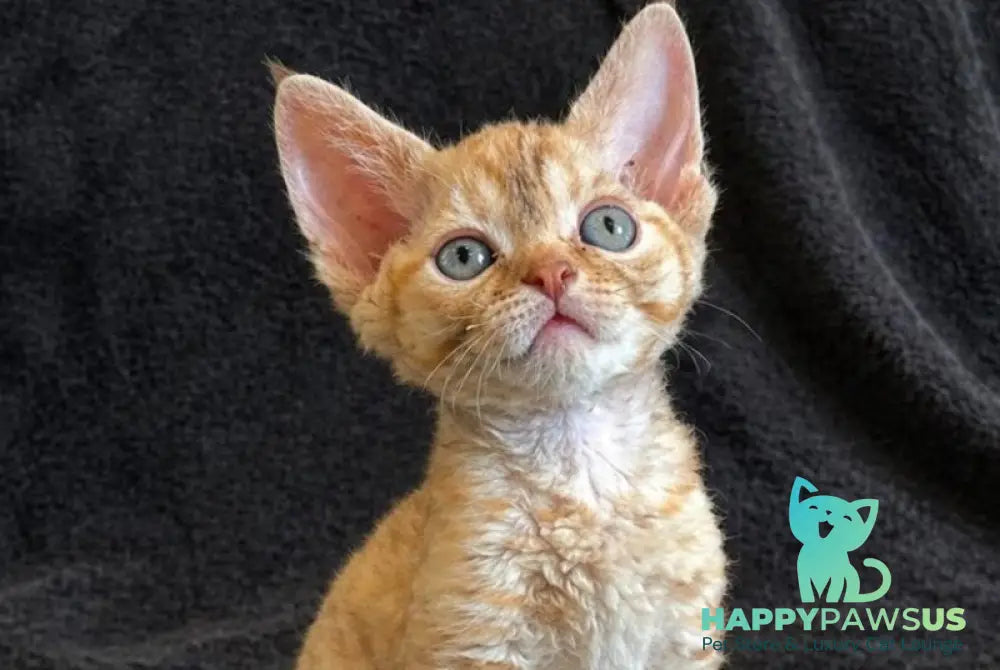 Bonya Devon Rex female red spotted tabby - live animals