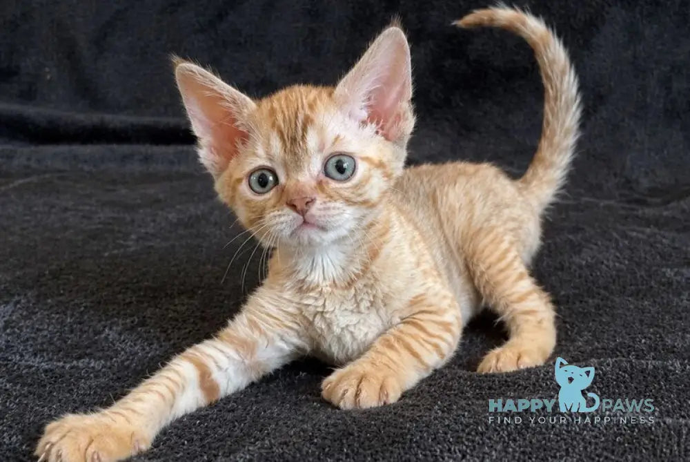 Bonya Devon Rex female red spotted tabby - live animals