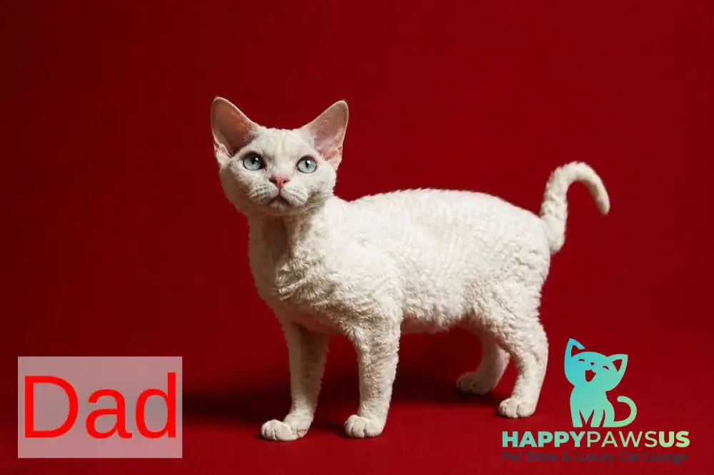 Bonya Devon Rex female red spotted tabby - live animals
