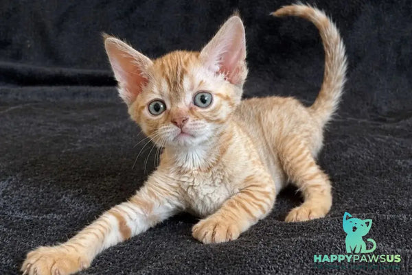 Bonya Devon Rex female red spotted tabby - live animals