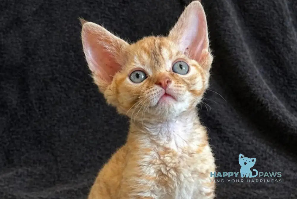 Bonya Devon Rex female red spotted tabby - live animals
