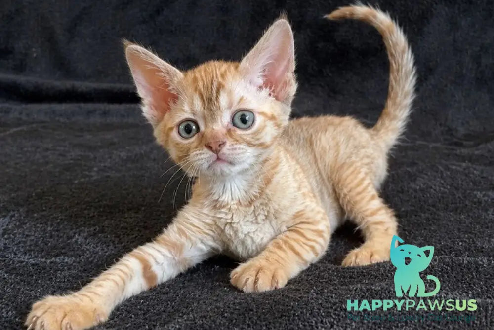 Bonya Devon Rex female red spotted tabby - live animals