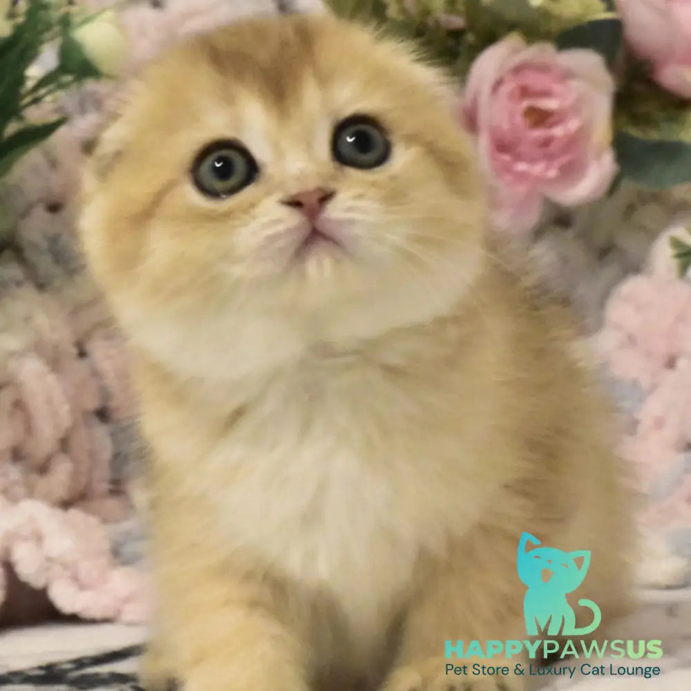 Bonya Scottish Fold female black golden shaded - live animals