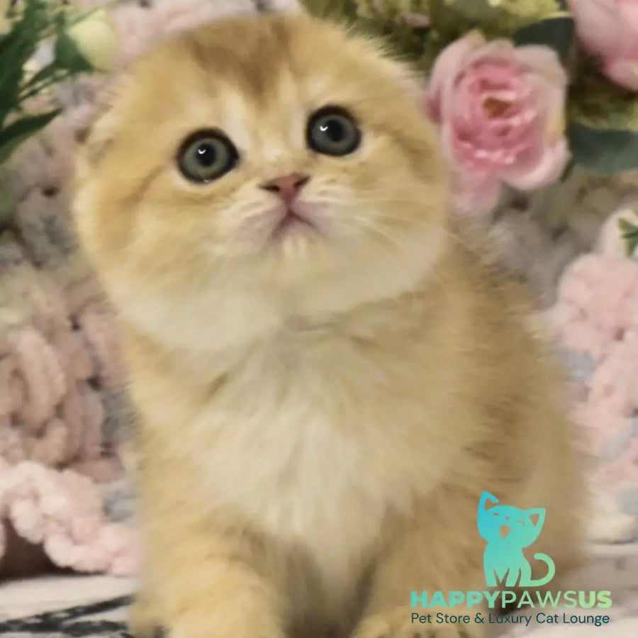 Bonya Scottish Fold female black golden shaded - live animals