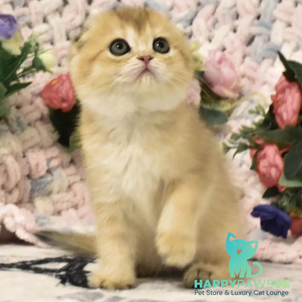 Bonya Scottish Fold female black golden shaded - live animals
