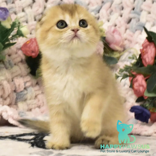 Bonya Scottish Fold female black golden shaded - live animals