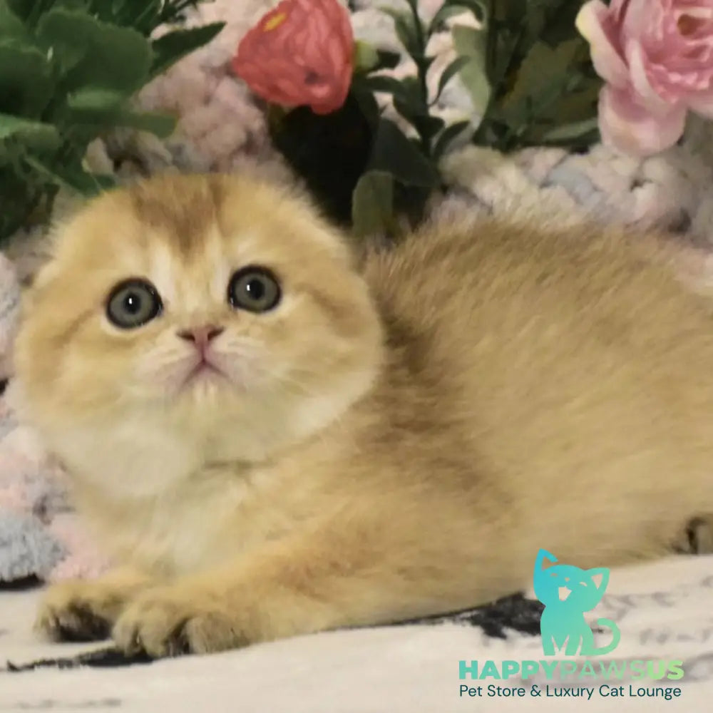 Bonya Scottish Fold female black golden shaded - live animals