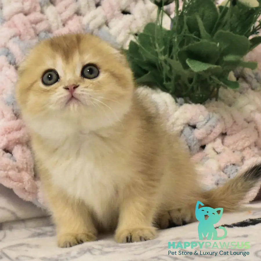 Bonya Scottish Fold female black golden shaded - live animals