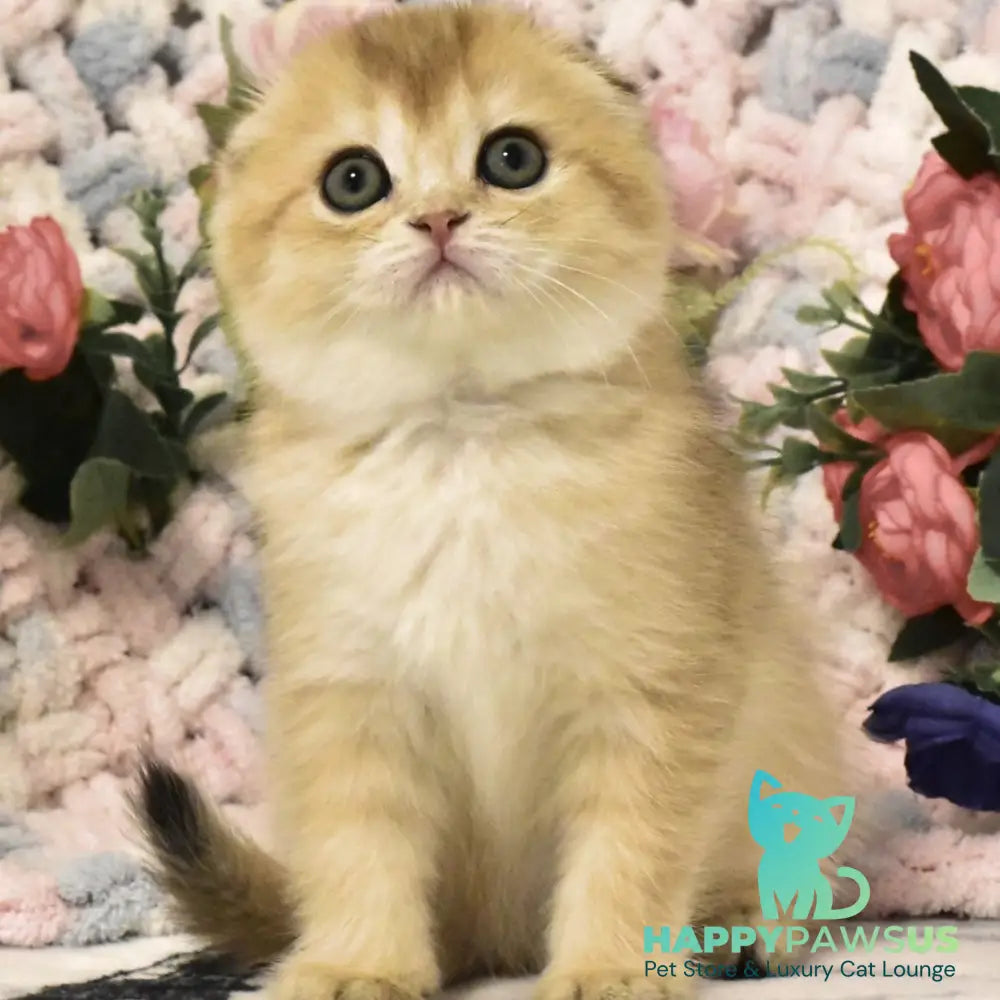 Bonya Scottish Fold female black golden shaded - live animals