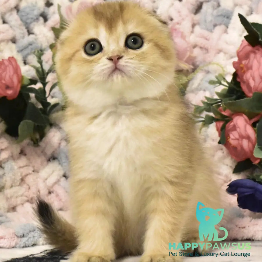 Bonya Scottish Fold female black golden shaded - live animals