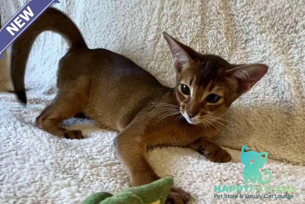 Boomer Abyssinian male black - live animals