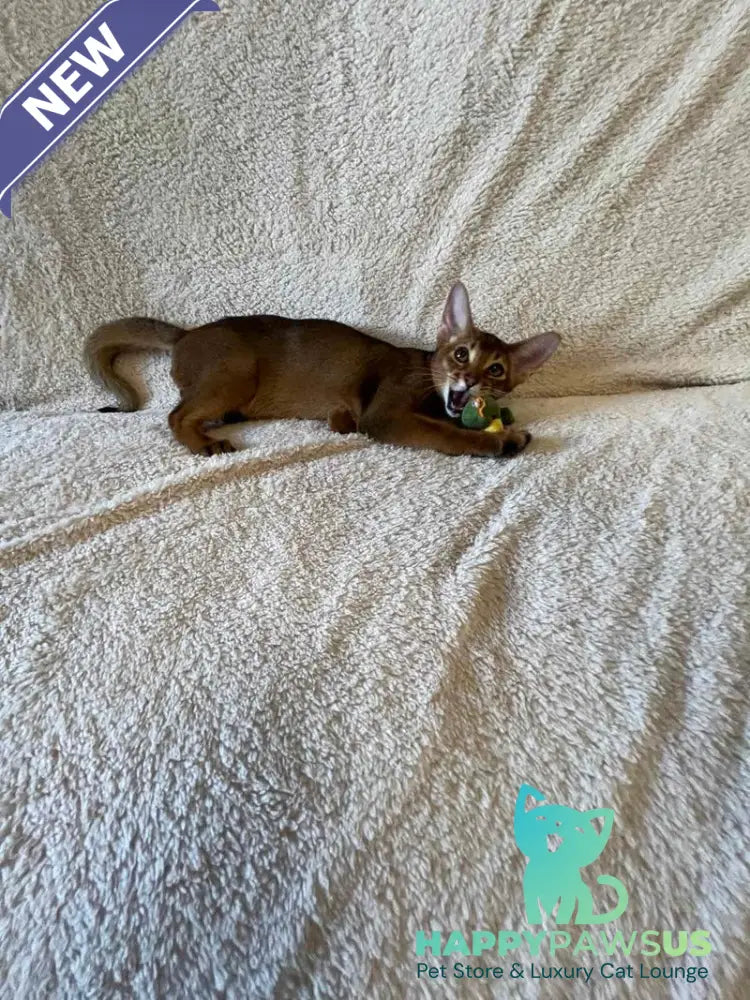 Boomer Abyssinian male black - live animals